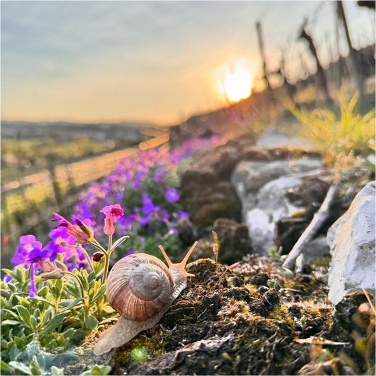 Inmitten der Natur bei Sonnenuntergang in Kirchheim am Neckar