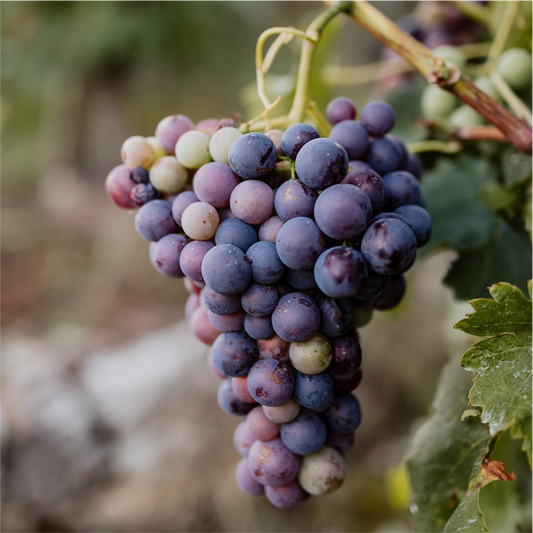 Detailaufnahme einer Weinrebe