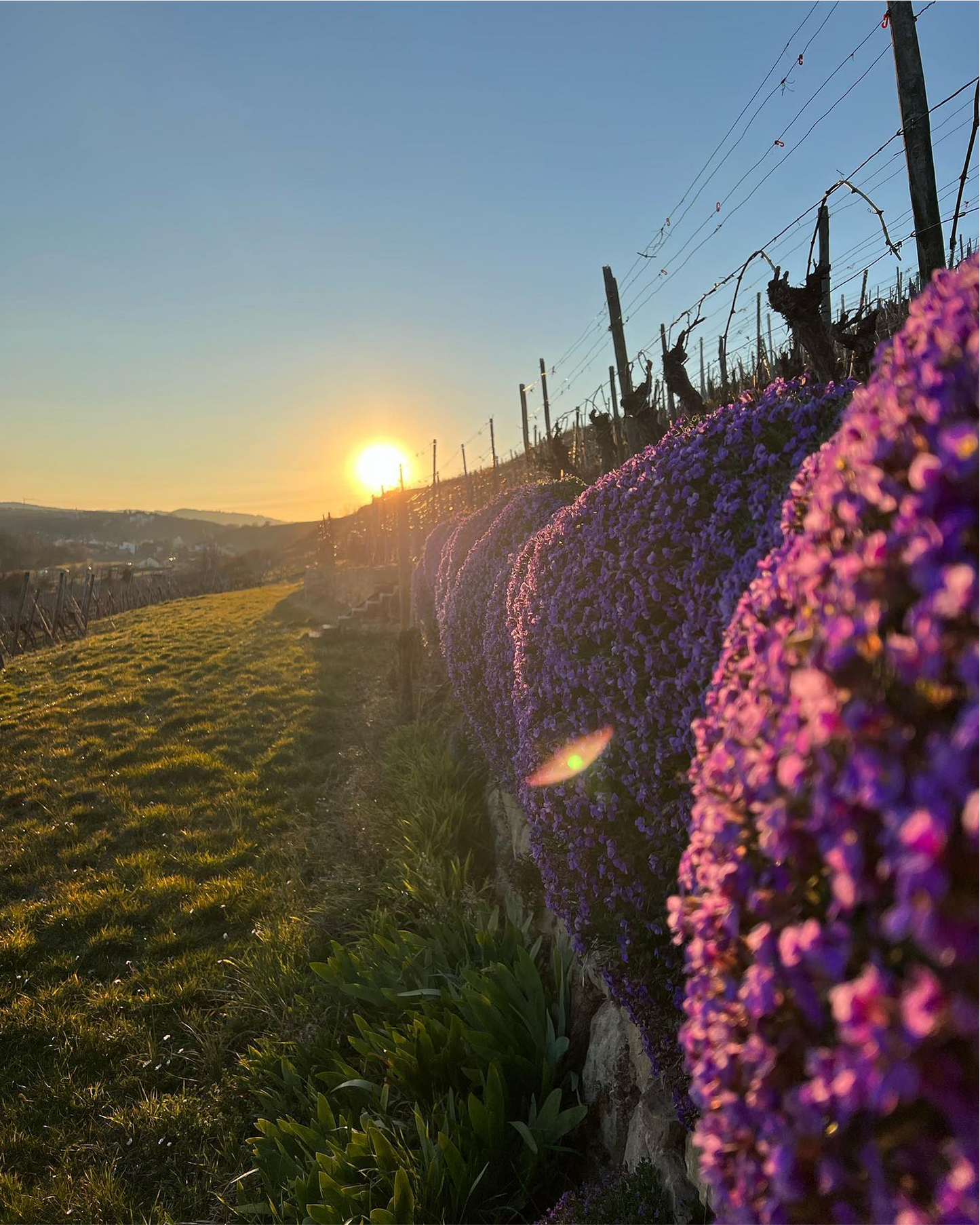 Kirchheim am Neckar: Weinberge beim Sonnenuntergang