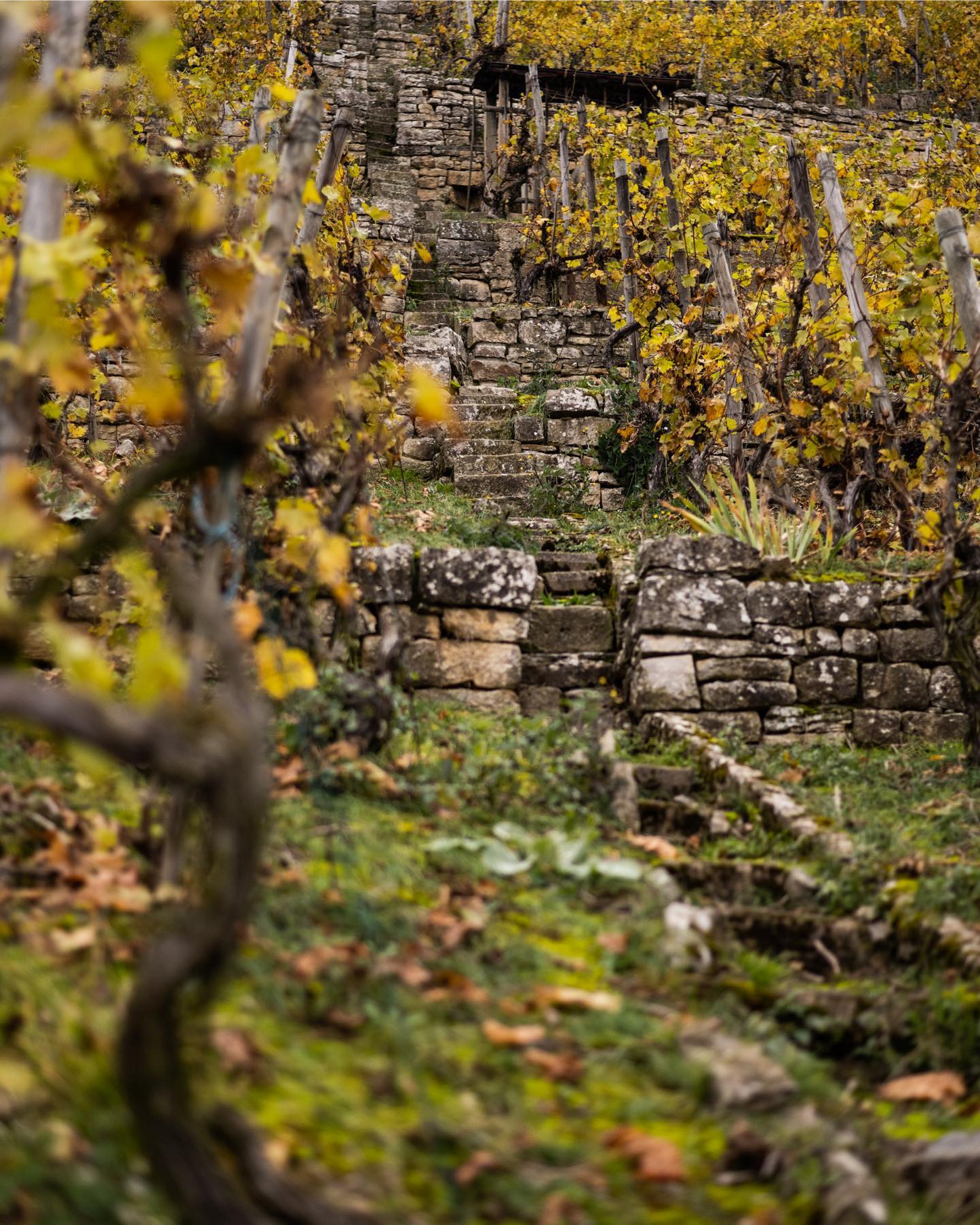 Weinreben in Kirchheim am Neckar – Lisa Riecker